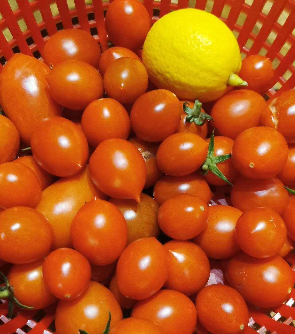 Tomatoswimming