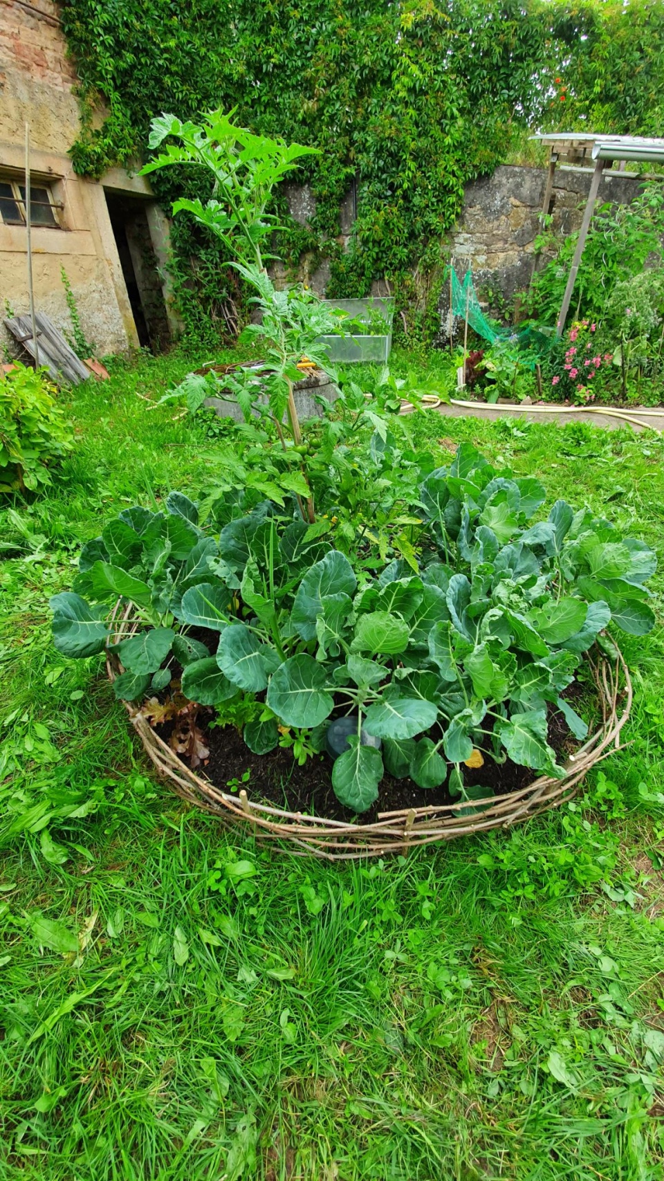 Permakulturbeet